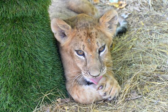 Taigan safari park in Crimea