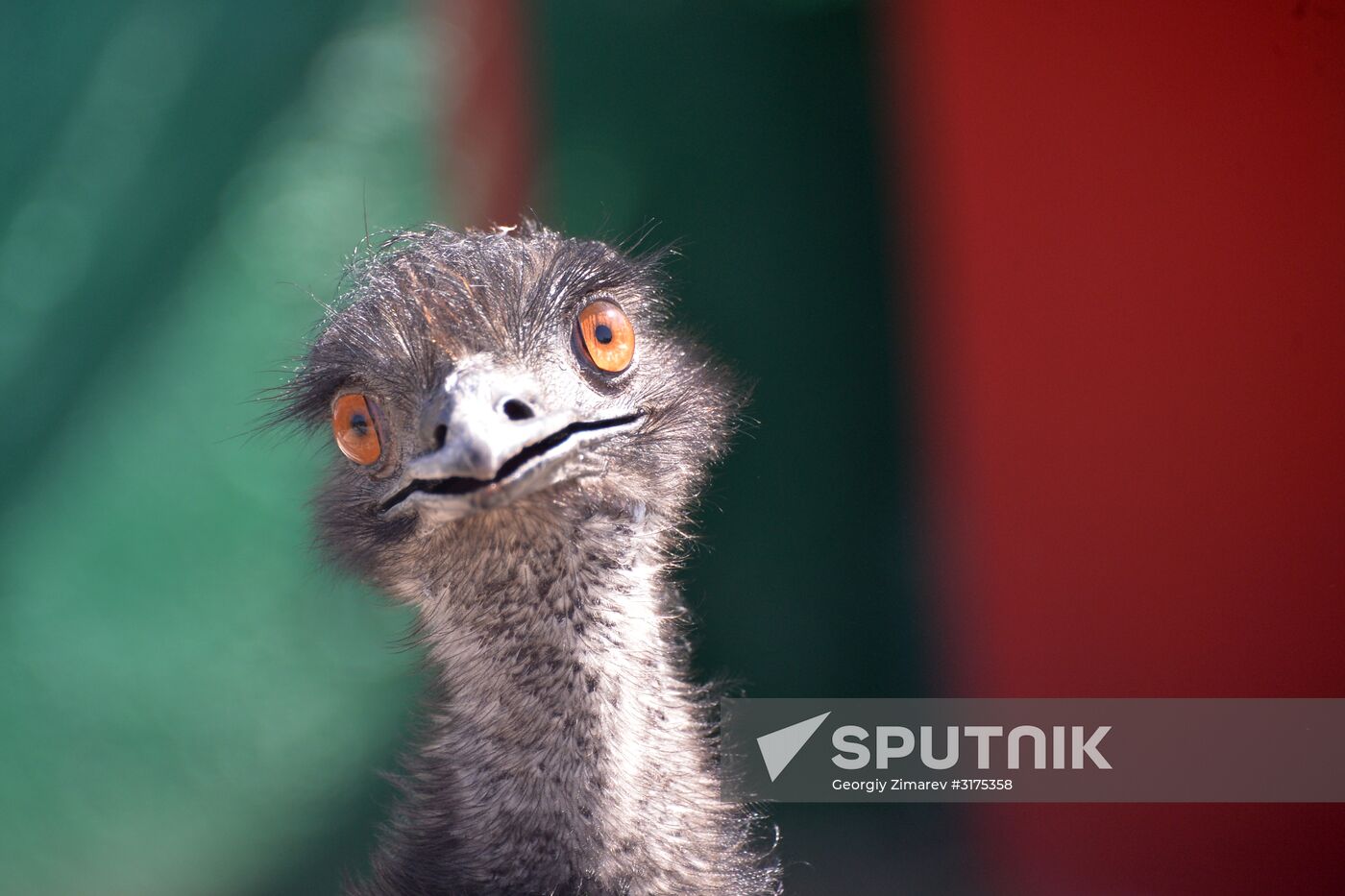 Taigan safari park in Crimea