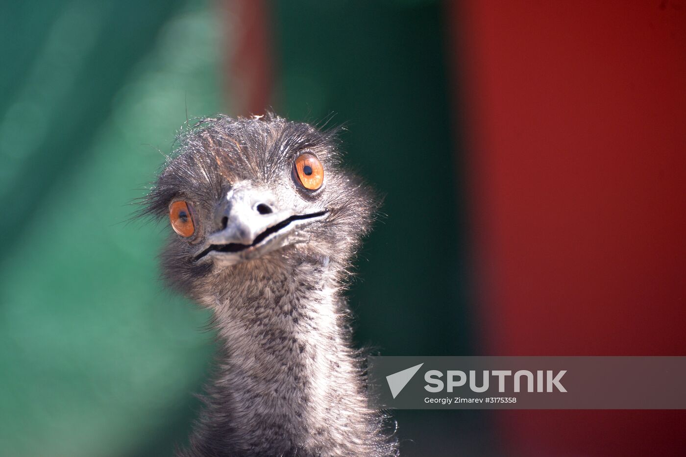 Taigan safari park in Crimea
