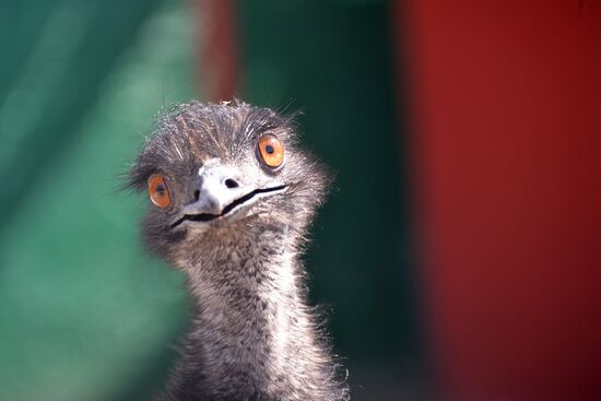 Taigan safari park in Crimea
