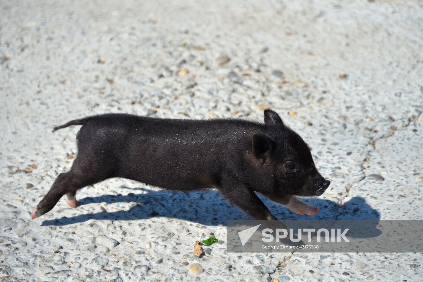 Taigan safari park in Crimea
