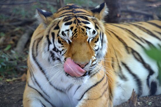 Taigan safari park in Crimea
