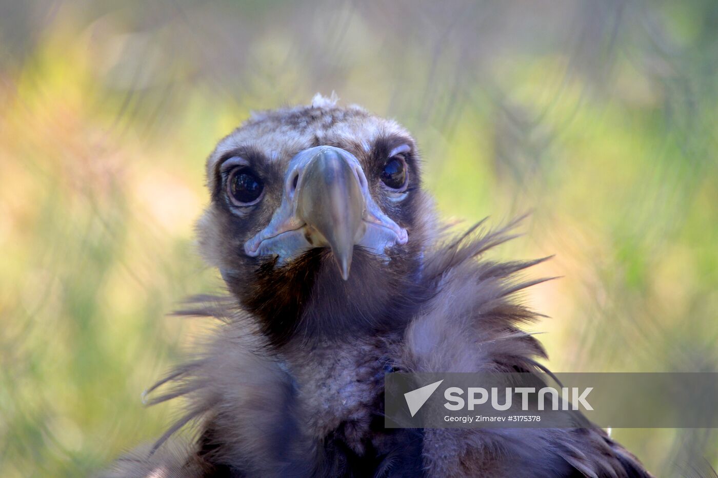 Taigan safari park in Crimea