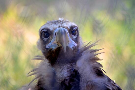 Taigan safari park in Crimea