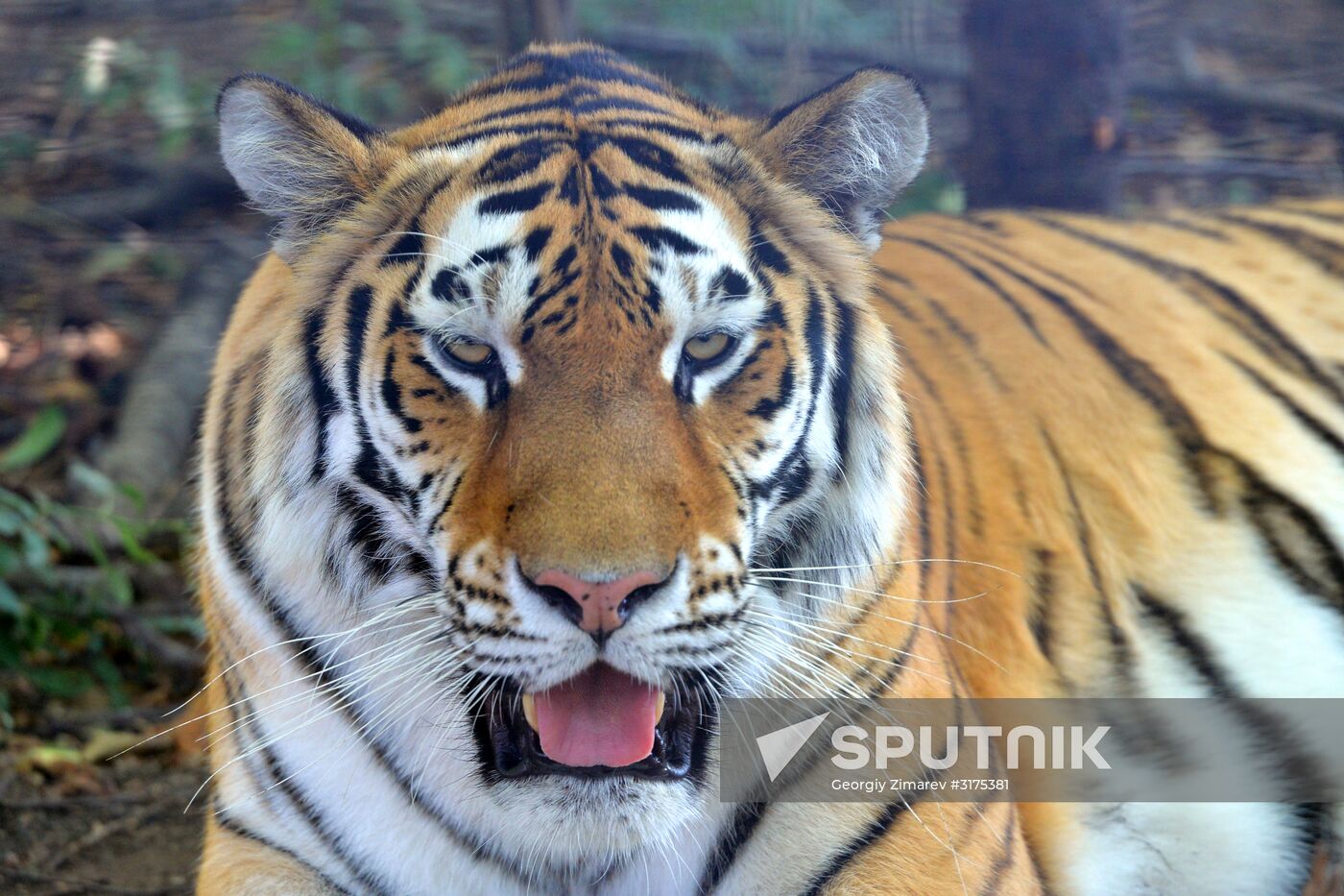 Taigan safari park in Crimea