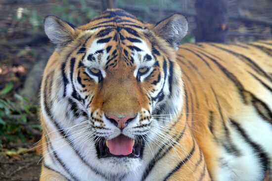 Taigan safari park in Crimea