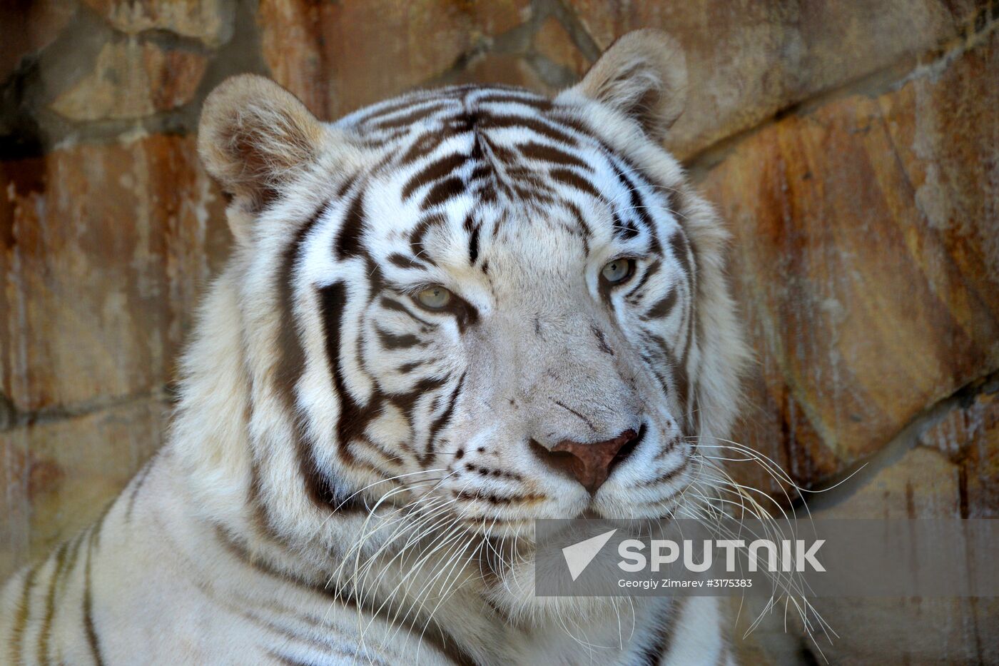 Taigan safari park in Crimea