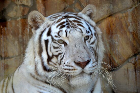Taigan safari park in Crimea