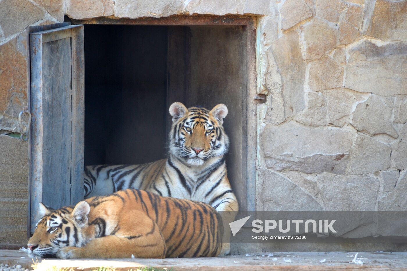 Taigan safari park in Crimea