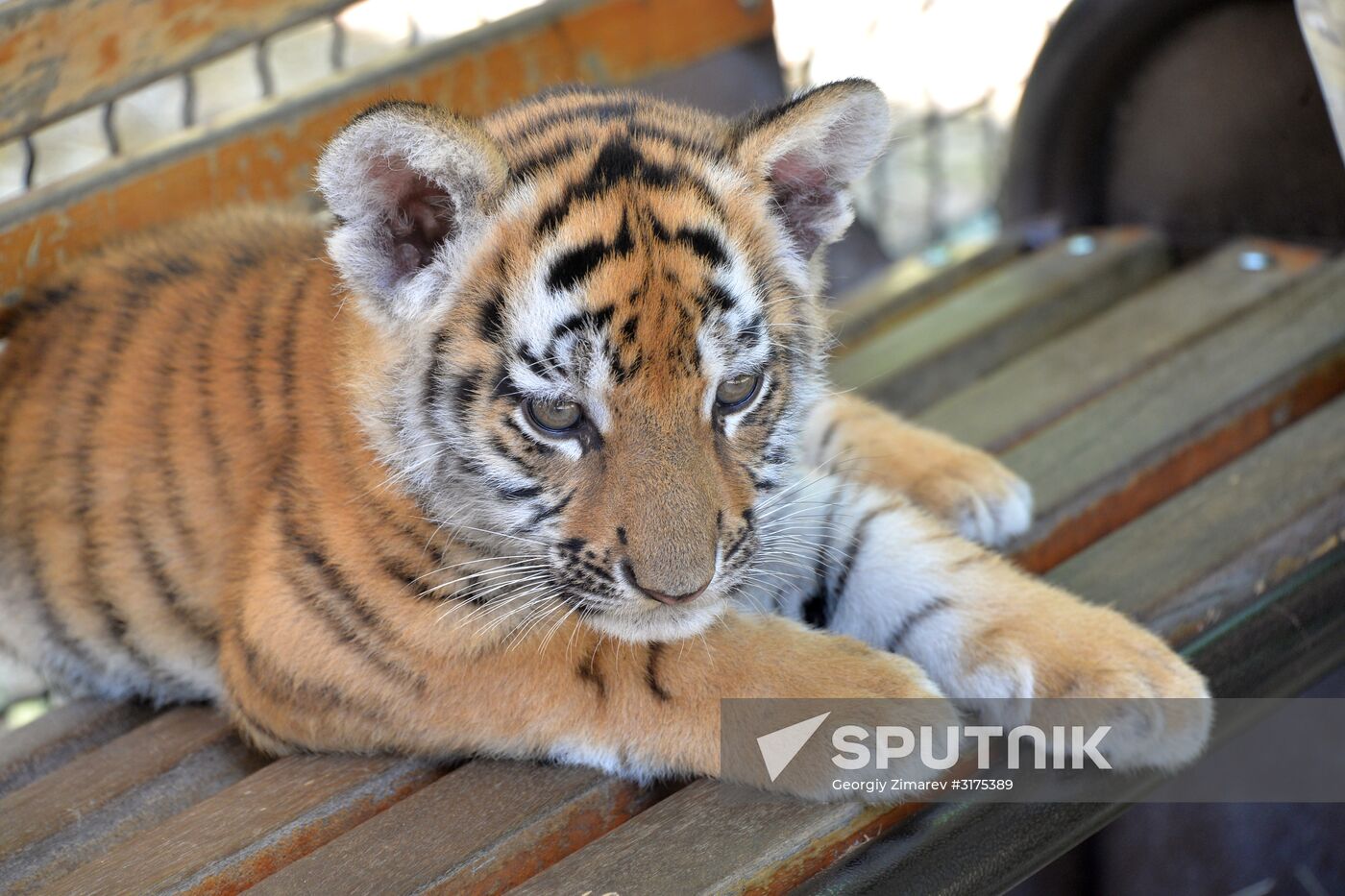 Taigan safari park in Crimea