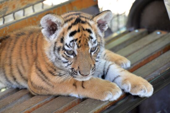 Taigan safari park in Crimea