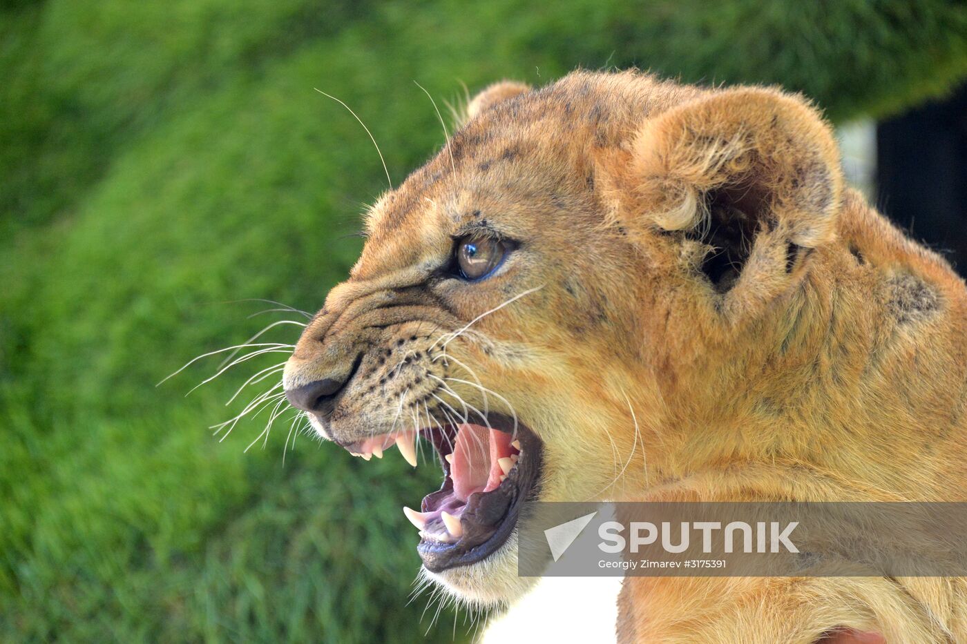 Taigan safari park in Crimea