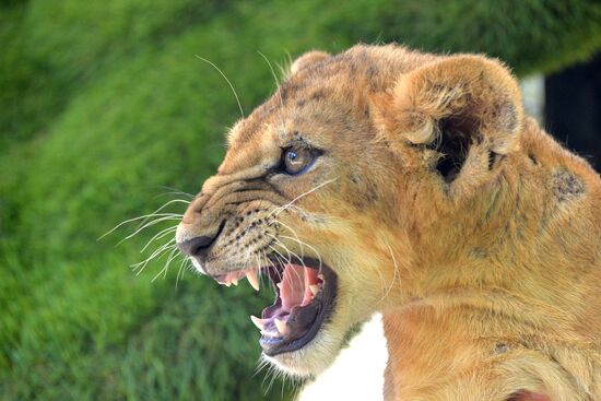 Taigan safari park in Crimea