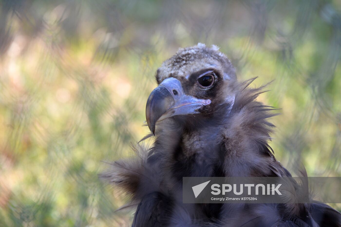 Taigan safari park in Crimea