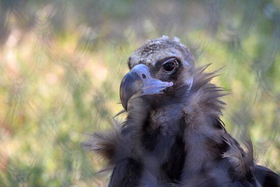 Taigan safari park in Crimea