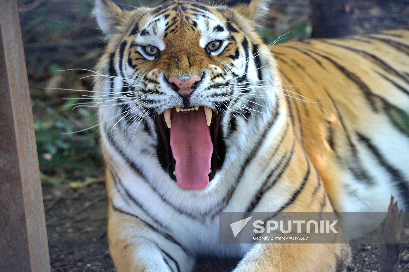 Taigan safari park in Crimea