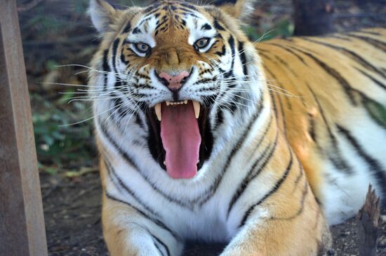 Taigan safari park in Crimea