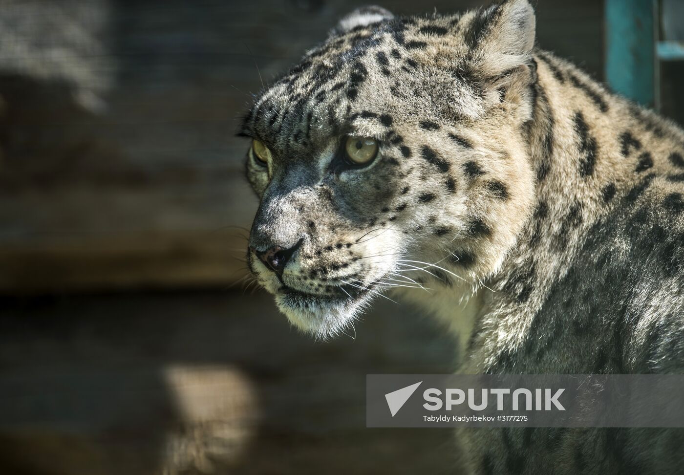 Rehabilitation center for wild animals in Kyrgyzstan