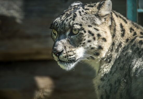 Rehabilitation center for wild animals in Kyrgyzstan