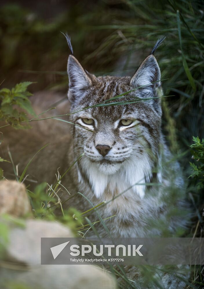 Rehabilitation center for wild animals in Kyrgyzstan