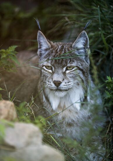 Rehabilitation center for wild animals in Kyrgyzstan