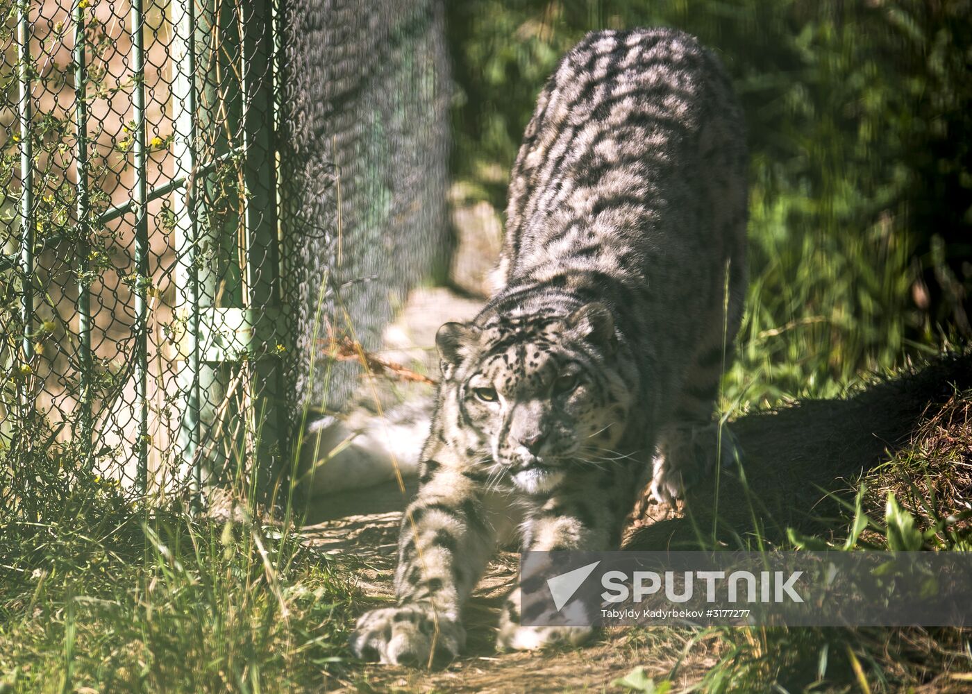 Rehabilitation center for wild animals in Kyrgyzstan