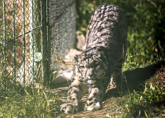 Rehabilitation center for wild animals in Kyrgyzstan