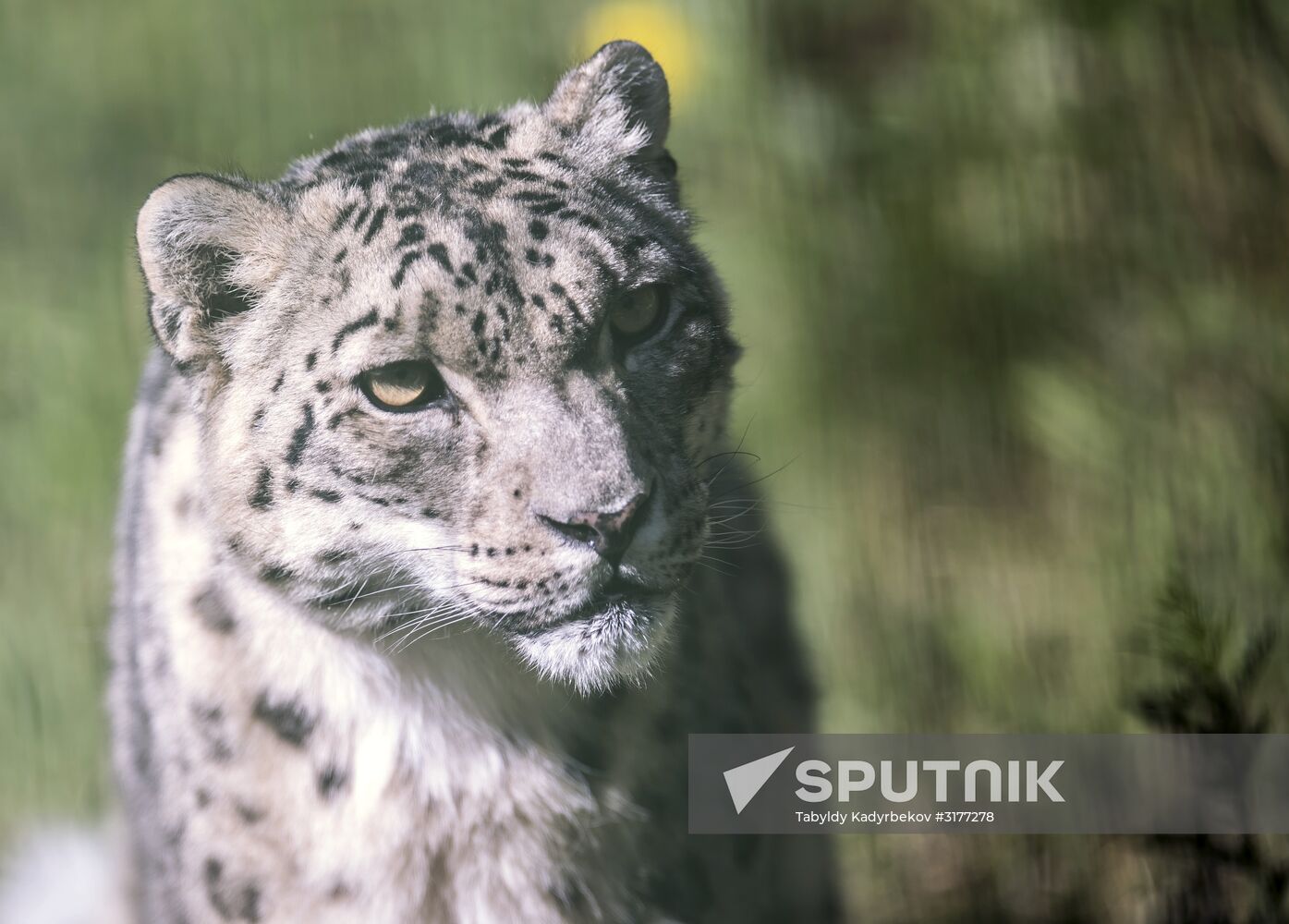 Rehabilitation center for wild animals in Kyrgyzstan
