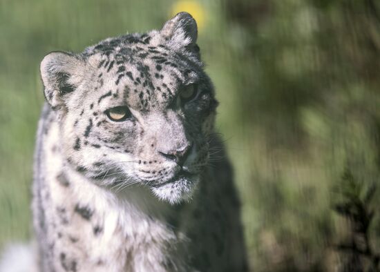 Rehabilitation center for wild animals in Kyrgyzstan
