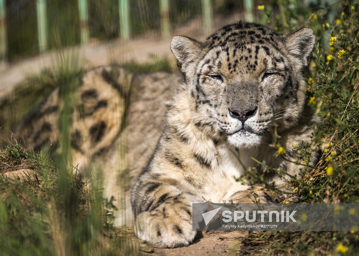 Rehabilitation center for wild animals in Kyrgyzstan