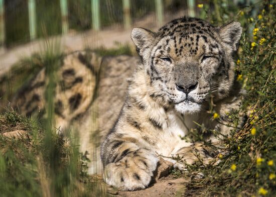 Rehabilitation center for wild animals in Kyrgyzstan