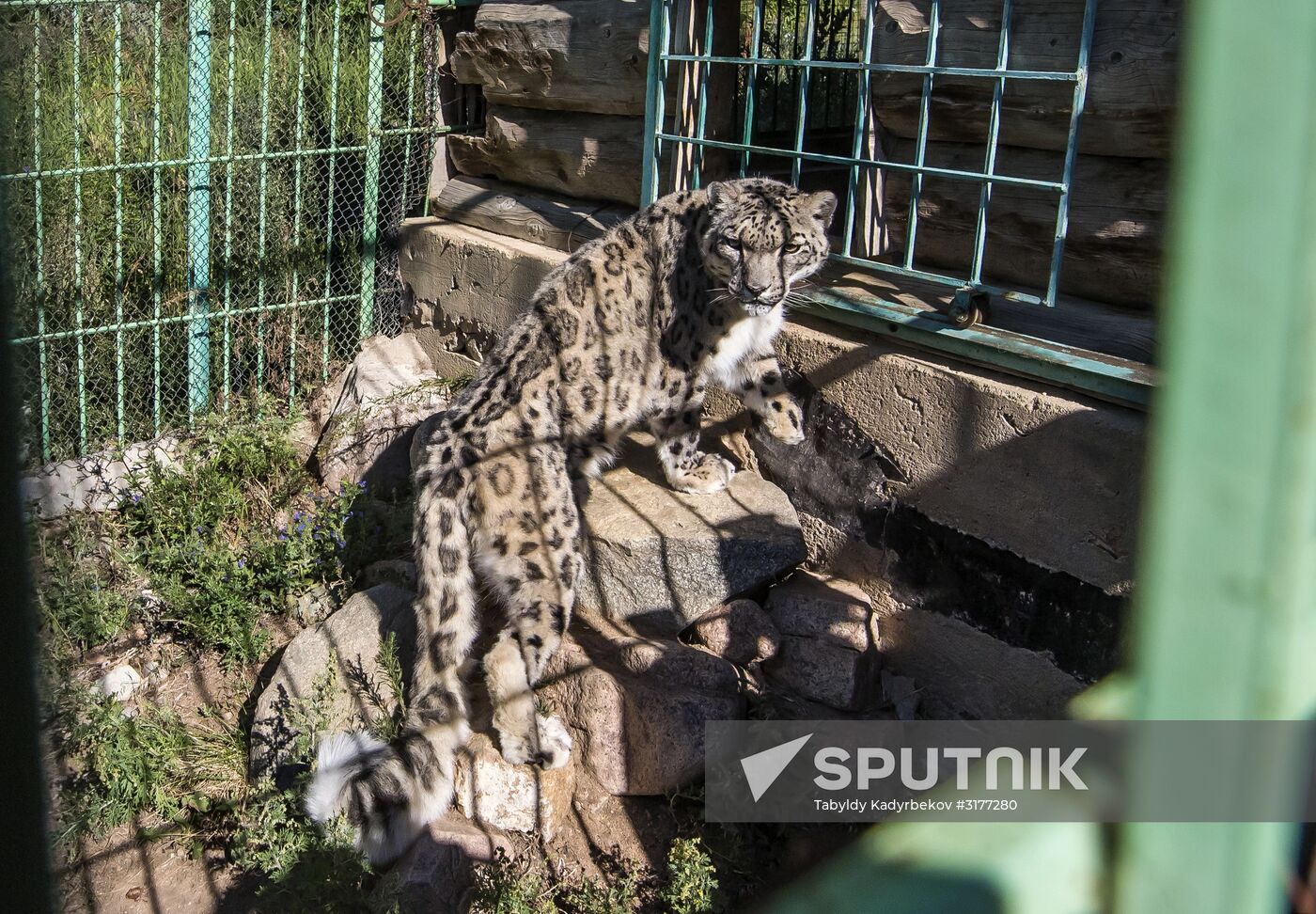 Rehabilitation center for wild animals in Kyrgyzstan