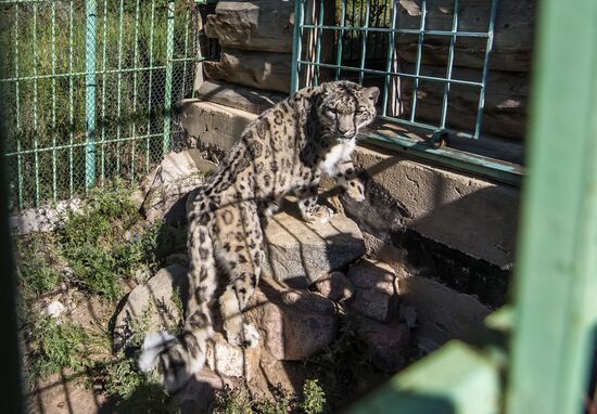 Rehabilitation center for wild animals in Kyrgyzstan