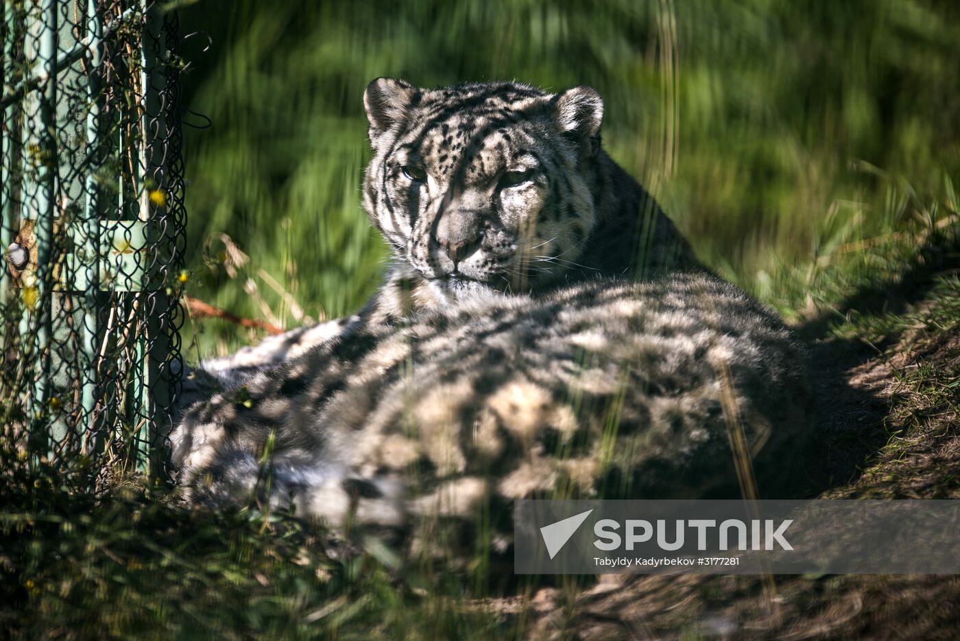 Rehabilitation center for wild animals in Kyrgyzstan