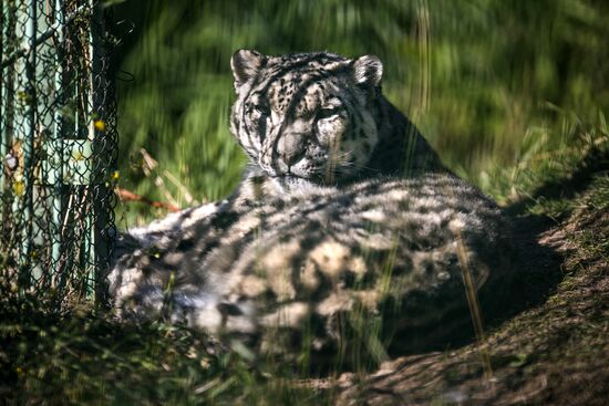 Rehabilitation center for wild animals in Kyrgyzstan