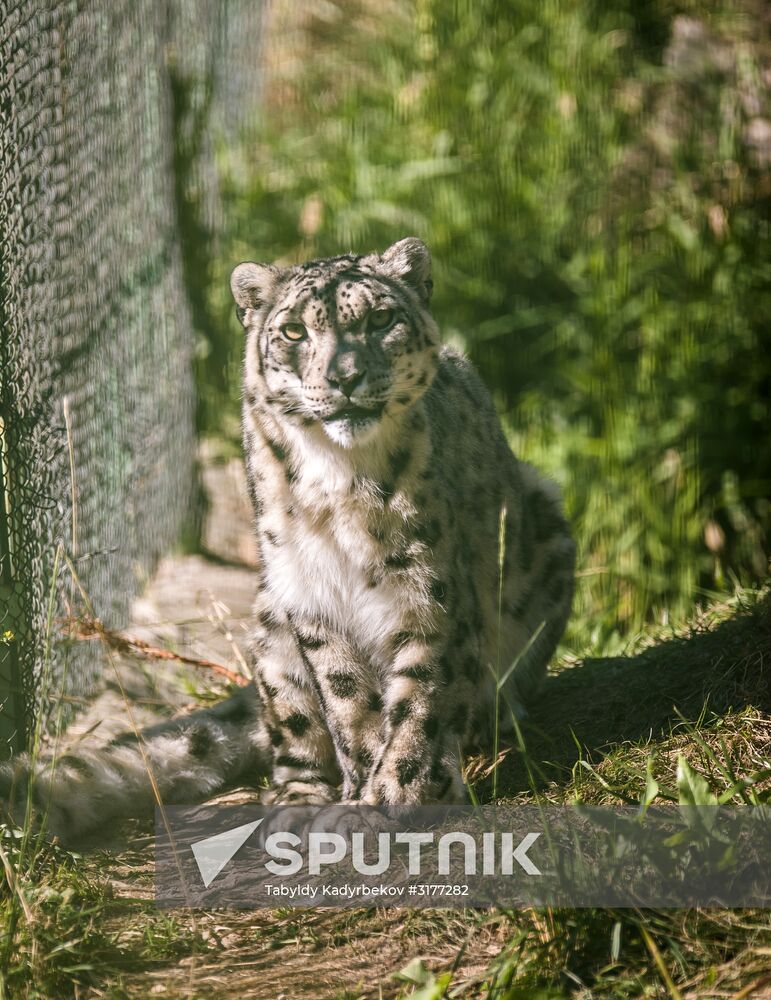 Rehabilitation center for wild animals in Kyrgyzstan