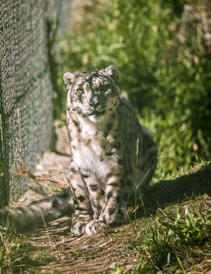 Rehabilitation center for wild animals in Kyrgyzstan