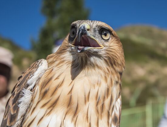 Rehabilitation center for wild animals in Kyrgyzstan