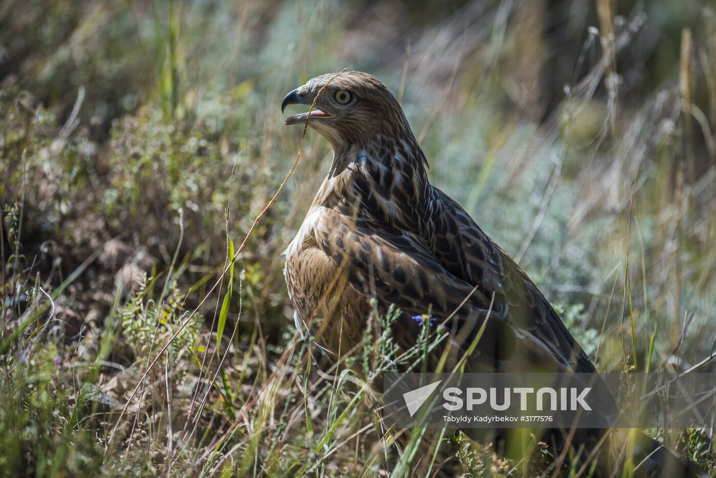 Rehabilitation center for wild animals in Kyrgyzstan