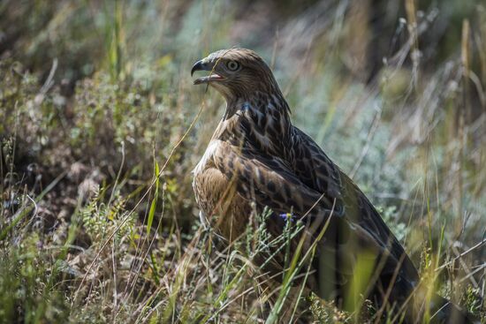 Rehabilitation center for wild animals in Kyrgyzstan