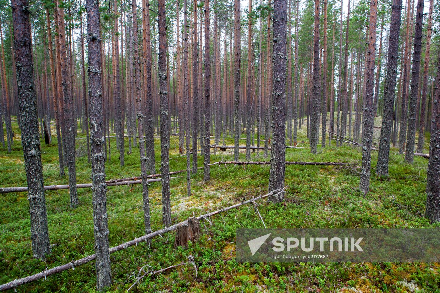 Vodlozero national park in Arkhangelsk Region