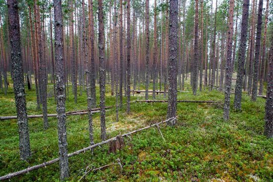 Vodlozero national park in Arkhangelsk Region