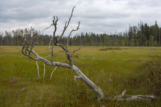 Vodlozero national park in Arkhangelsk Region