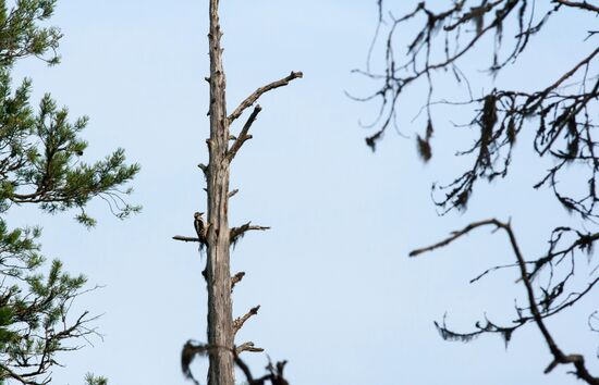 Vodlozero national park in Arkhangelsk Region