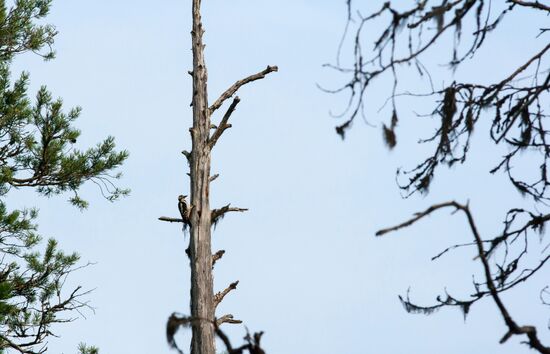 Vodlozero national park in Arkhangelsk Region