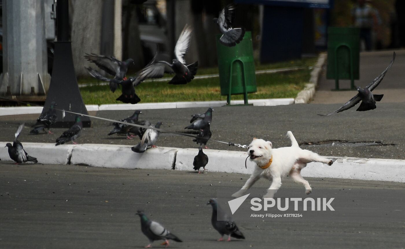 Russian cities. Saransk