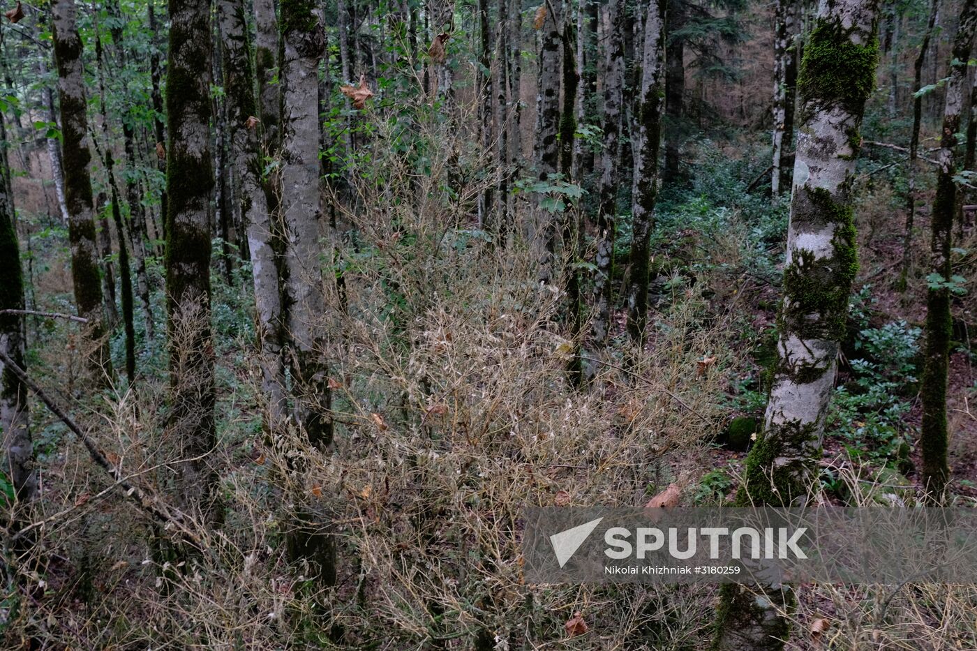 Boxtree forest in Krasnodar Territory