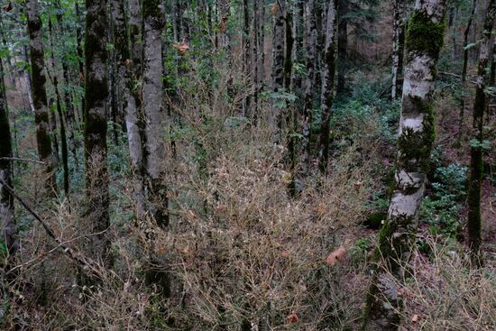 Boxtree forest in Krasnodar Territory
