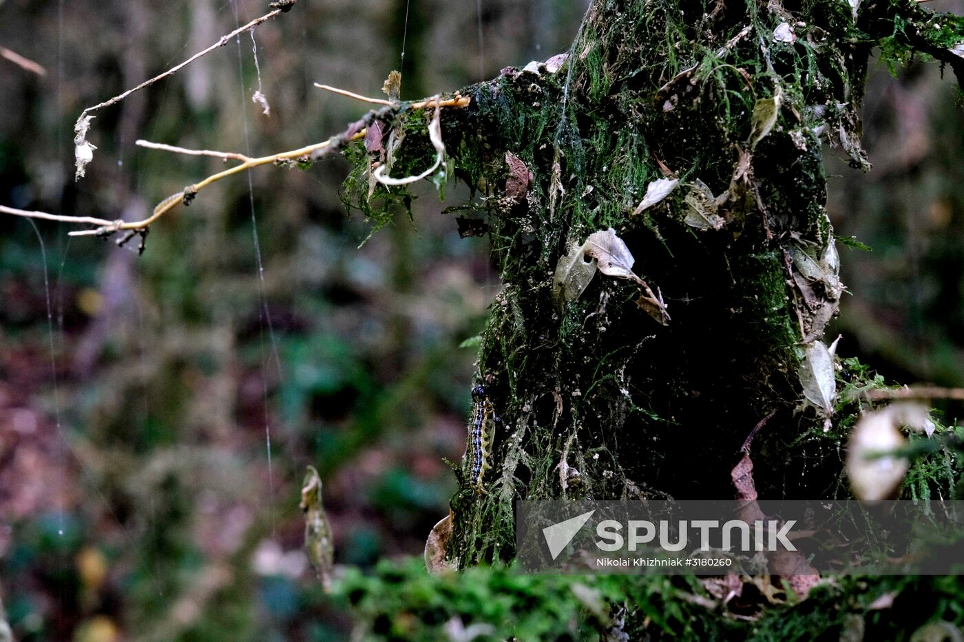 Boxtree forest in Krasnodar Territory