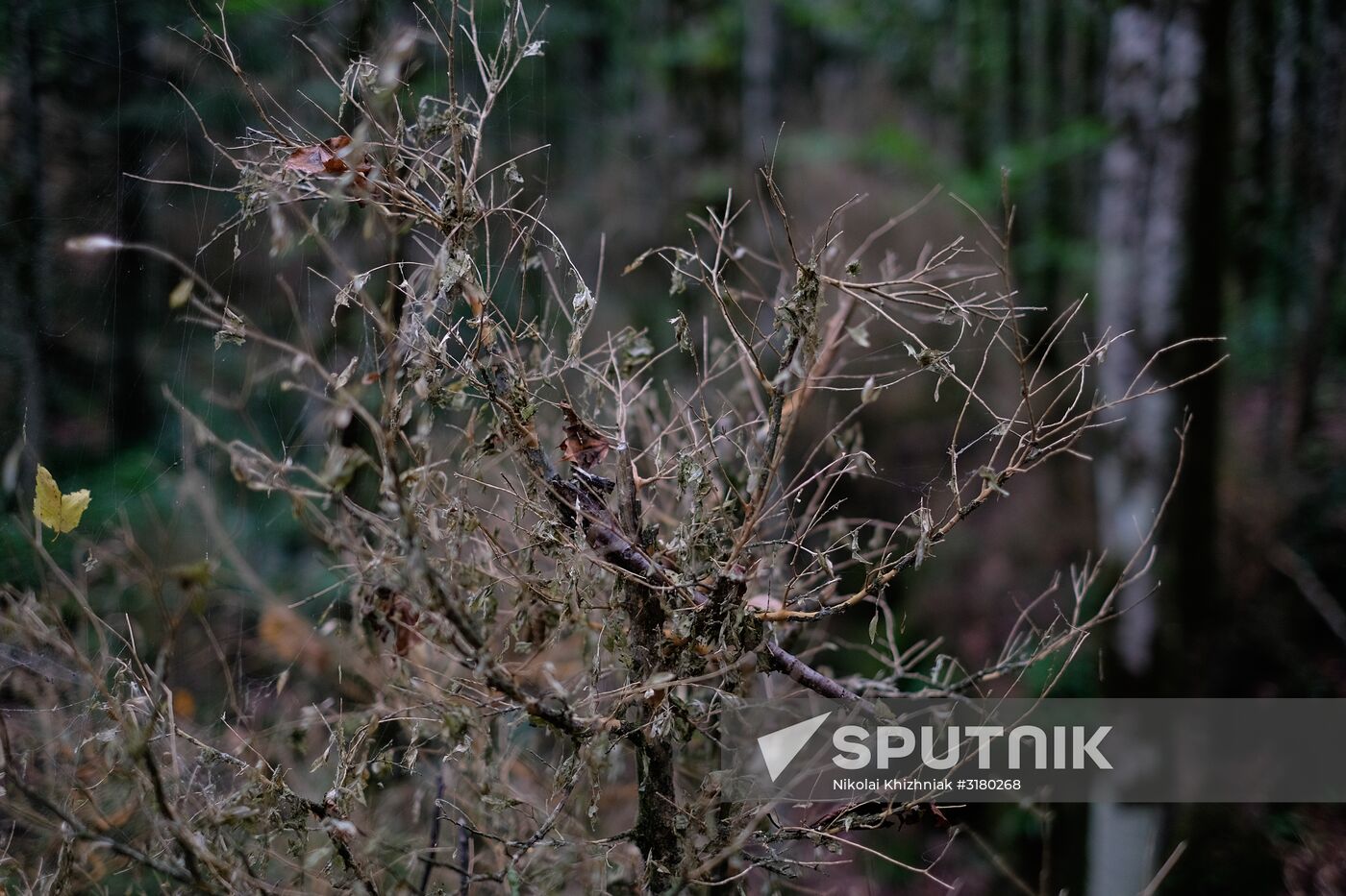 Boxtree forest in Krasnodar Territory
